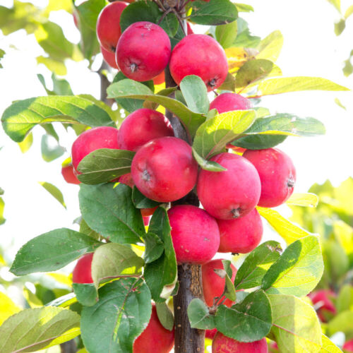 Malus appletini plant - appletini, 13cm