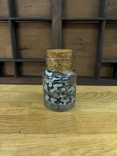 Royal python wet specimen - python,
