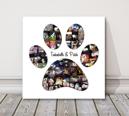 Dog paw picture - dog, photo