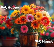 GERBERA JAMESONII - HYBRIDS MIX - DAISY - 40 SEEDS - BRILLIANTLY COLOURED FLOWER