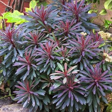 Euphorbia Miners Merlot Outdoor Garden Ready Plants Hardy Perennial Plant in Pot