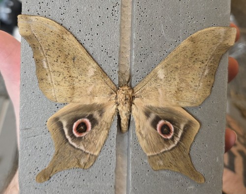 Imbrasia set specimen moth - imbrasia,