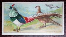 LADY AMHERST'S PHEASANT   Vintage  1908 Illustrated Bird Card  JE10MS