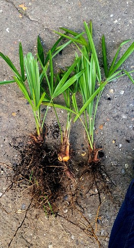 Windmill palm plants - 3,