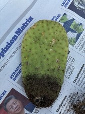 Prickly Pear Starting To Root