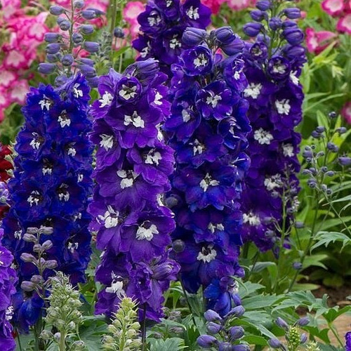 Delphinium dark blue - delphinium, bee