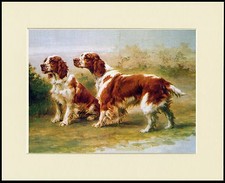 WELSH SPRINGER SPANIEL DOGS