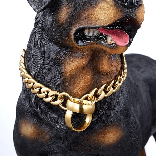 Gold dog collar - dog,