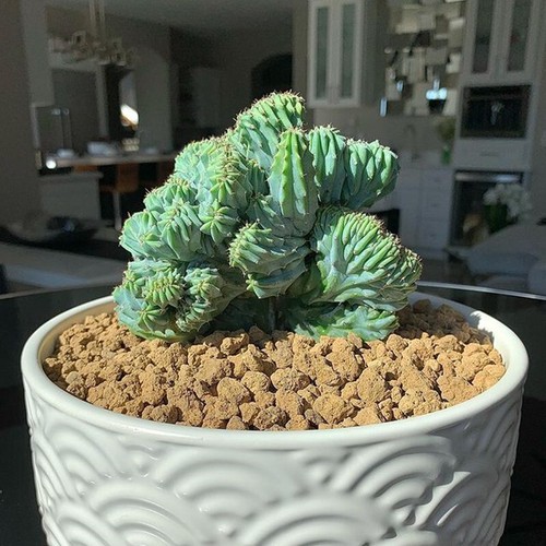 Myrtillocactus geometrizans - , f