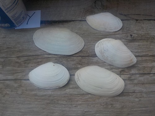 Large clam shells - 5,