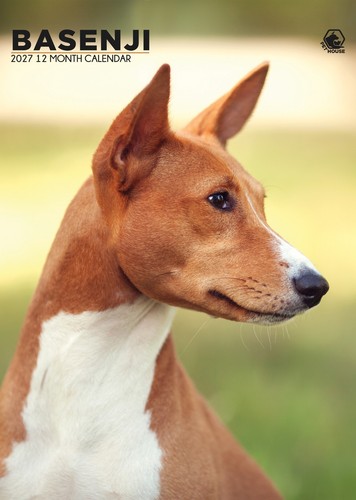 Basenji calendar 2027 cc - a3,