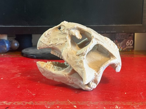 Psittacosaurus skull replica - psittacosaurus,
