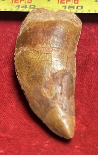 Rare carcharodontosaurus - rare,