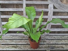 Birds Nest Fern Asplenium