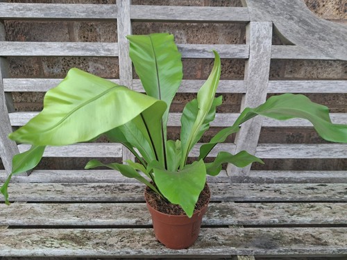 Birds nest fern - nest,