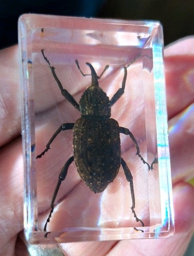 Real beetle bug insect - beetle,