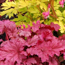 Heuchera Berry Smoothie Coral