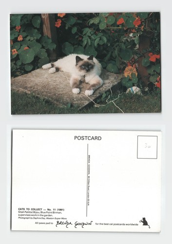 Postcard blue point - point, birman