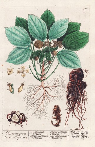 Dorstenia contrajerva secunda
