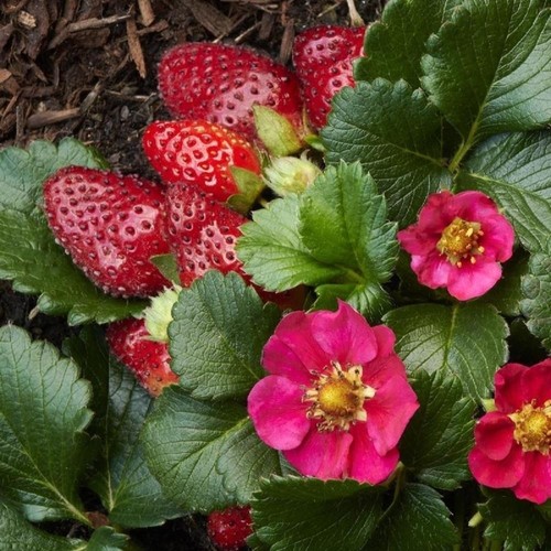 Strawberry plants toscana - plants,