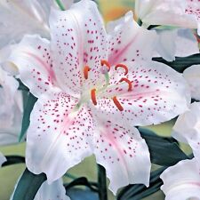 3 x LILIUM Muscadet - Oriental