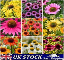 Rudbeckia Hirta Seeds, Mixed Colors Coneflower Garden Perennial Plant Seeds