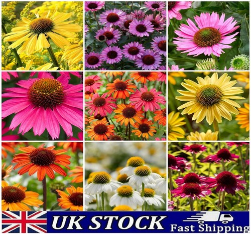 Rudbeckia hirta seeds - rudbeckia, mixed