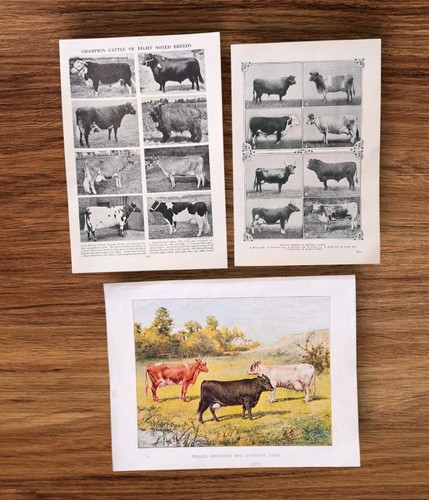 Set vintage cattle - vintage,