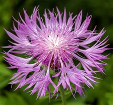 3X PERENNIAL CENTAUREA PINK