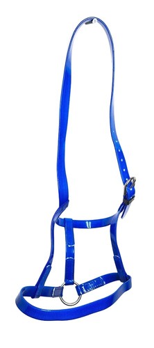Horse under halter - horse,