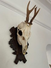 Antlers on top half of skull 439 Real Taxidermy mounted interior design