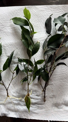Ficus benjamina propagation - ficus,
