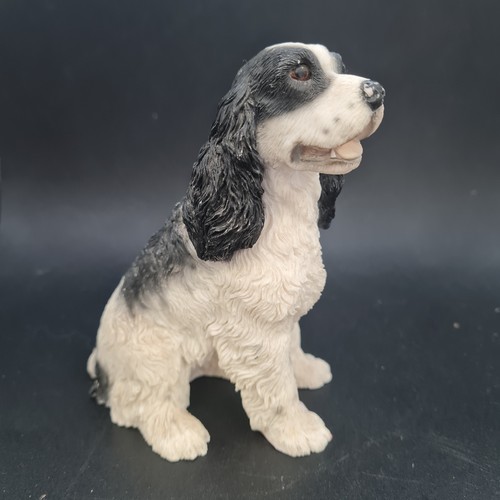 Black white cocker - white,