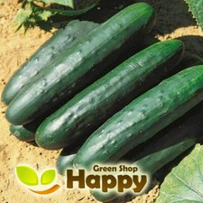 CUCUMBER MARKETMORE - 50 SEEDS - VEGETABLE SEEDS - Bestseller