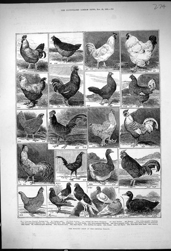 Old print 1882 poultry show - 1882,