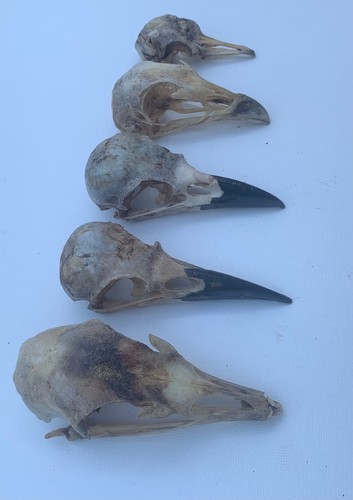 Taxidermy skulls 5 - x,