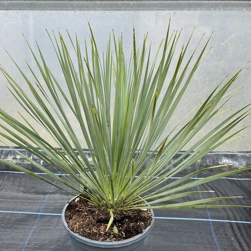Yucca rostrata 20cm pot 50cm - 20cm,