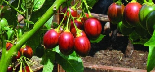 Tamarillo tree tomato - tree,