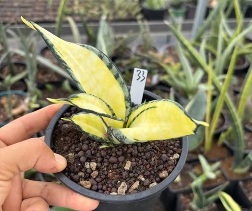 Sale rare plant cacti - sale,