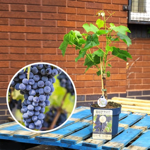 Outdoor grape standing - standing, garden