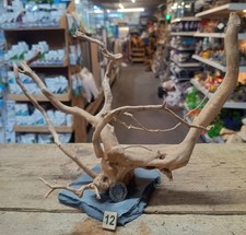 Red Moor Wood Root on Slate