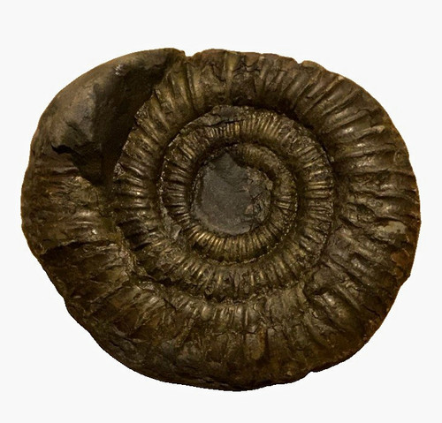 Genuine whitby ammonite fossil - whitby,