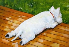 West Highland Terrier WESTIE