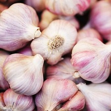 Garlic Bulbs for Planting Germidour Pink x 4 - Garlic Seeds Sets Easy to Grow 