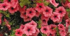 Trailing Hanging Basket