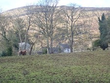 Photo A2 Cob  grazing land