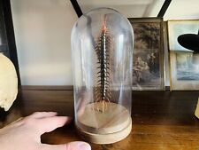 Cabinet of Curiosities Oddities Globe Insect Scolopendra from Indonesia