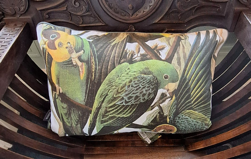 Parrot cushion x 30cm - parrot,