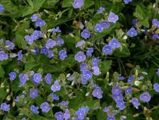 Veronica chamaedrys -