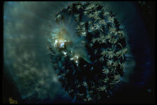 452018 Nocturnal Carpet